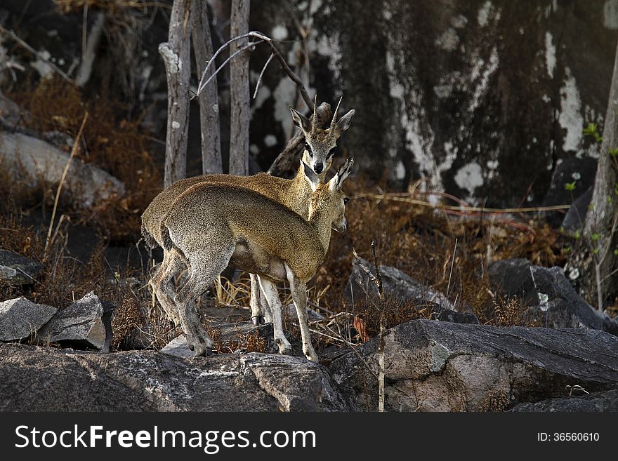 Breeding Pair Of Klipspringers