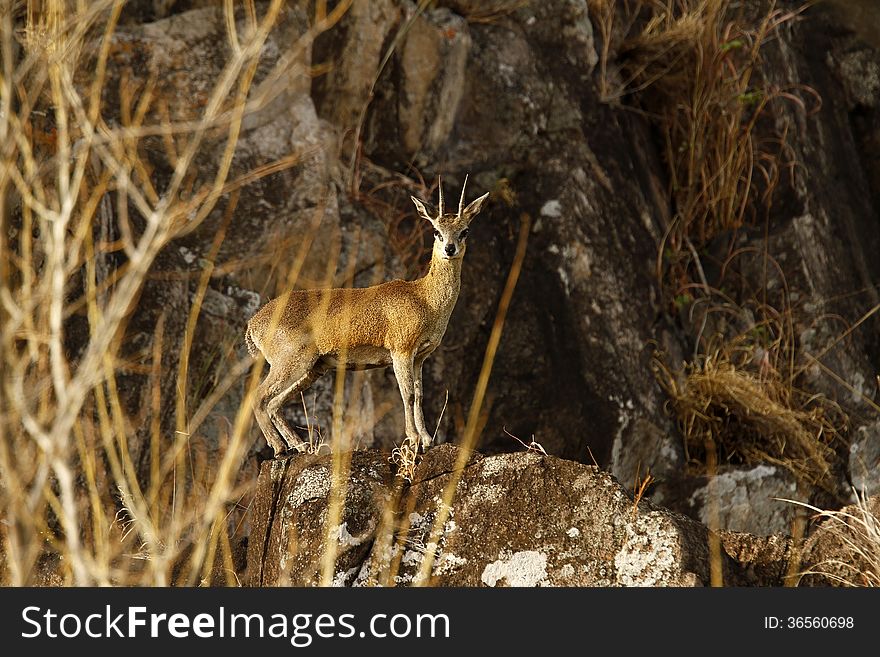 The Klipspringer is a small species of African antelope. The word literally means rock jumper