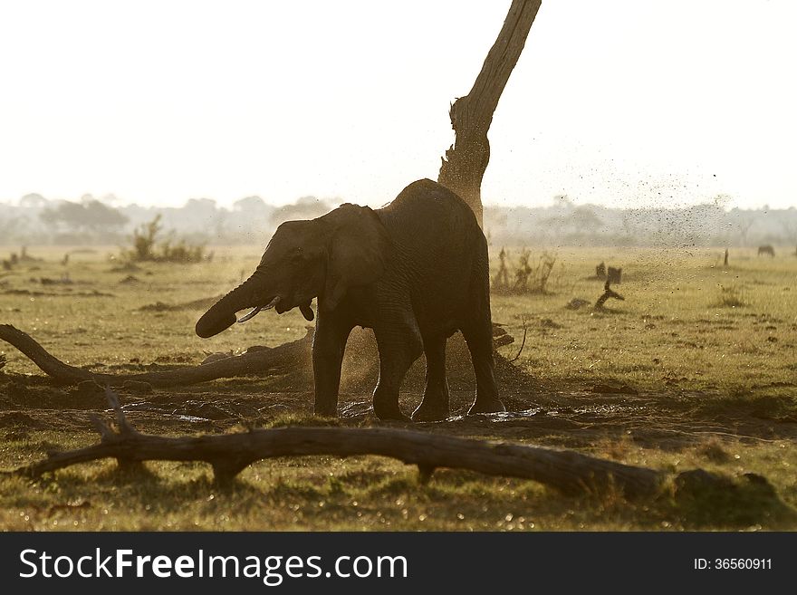Baby Elephant Dust Bathing