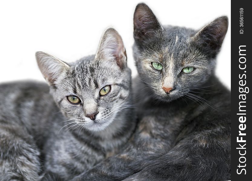 Two cute cats portrait