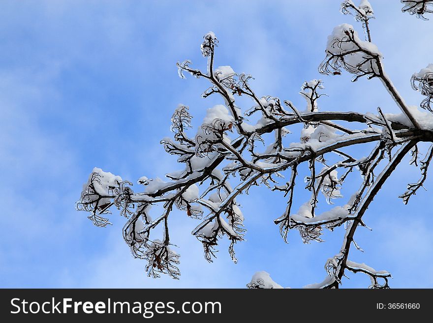 The branch covered by ice and snow after freezing rain. The branch covered by ice and snow after freezing rain