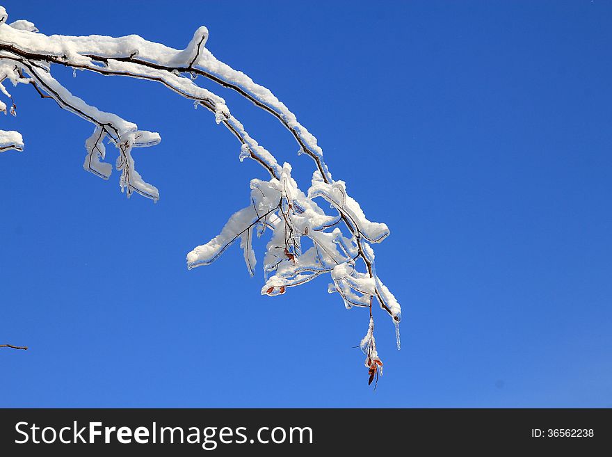 The branch covered by ice and snow after freezing rain