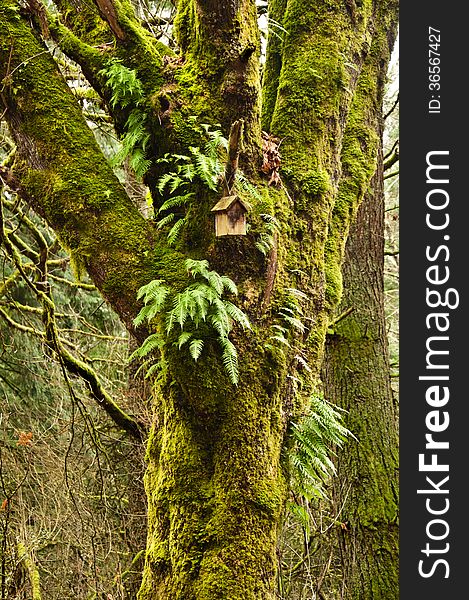 Mossy Tree in forest with birdhouse and ferns