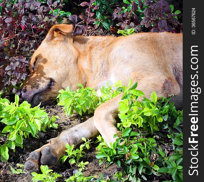 Dog Sleep In The Field