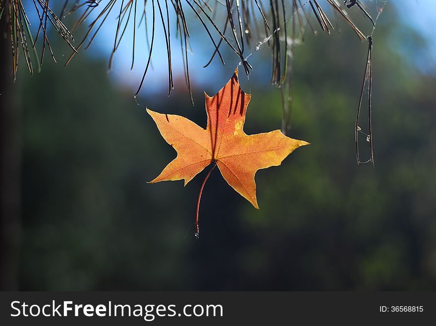 It is a beautiful maple leaf