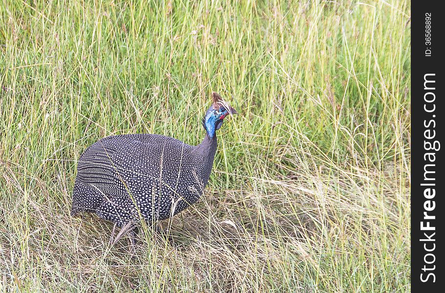 The Helmeted Guineafowl (Numida meleagris) is the best known of the guineafowl bird family, Kenya National Park Masai mara . The Helmeted Guineafowl (Numida meleagris) is the best known of the guineafowl bird family, Kenya National Park Masai mara .