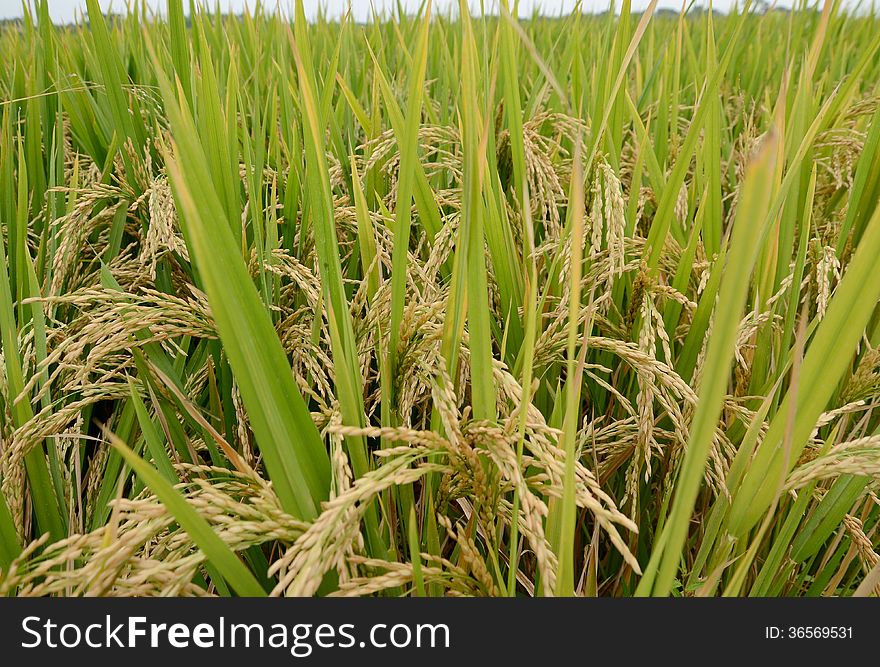 Beautiful Ripening rice in a paddy field Photo taken on: January 8th 2014. Beautiful Ripening rice in a paddy field Photo taken on: January 8th 2014.