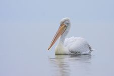 Dalmatian Pelican /Pelecanus Crispus/. Royalty Free Stock Photo Dalmatian Pelican /Pelecanus Crispus/. Royalty Free Stock Photo