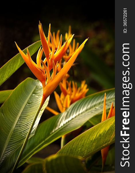 Orange heliconia flower in garden