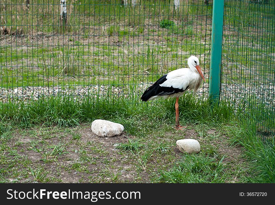 Stork in captivity in the cage zoo. Stork in captivity in the cage zoo