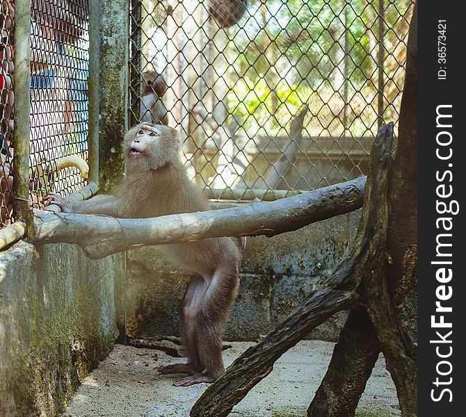 Monkey sitting in a cage zoo