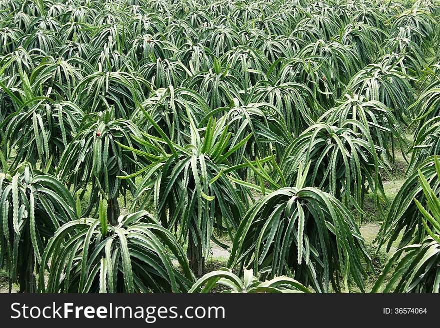 Dragon fruit plantation at kaliurang, yogyakarta, indonesia