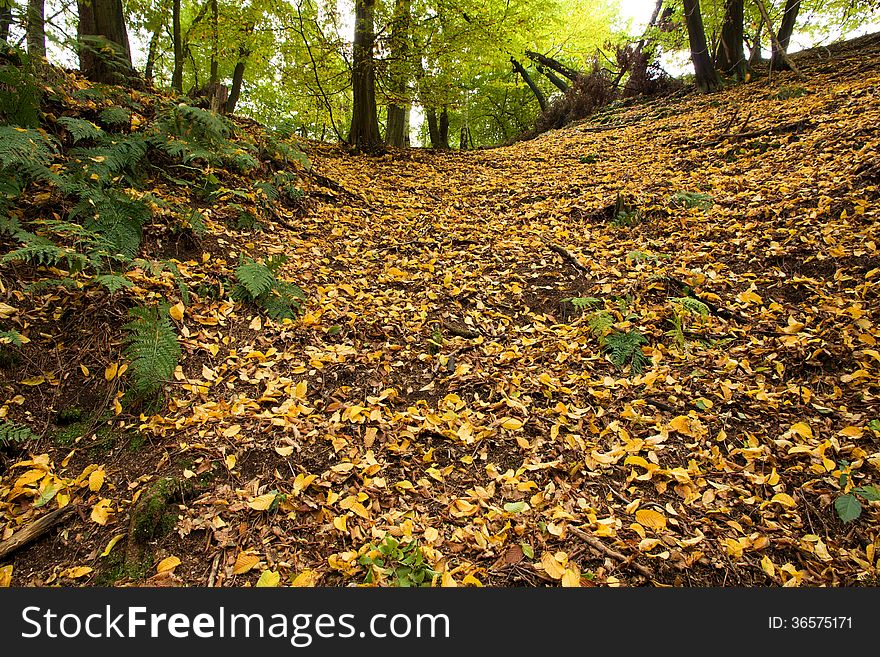 Beech forest with yellow leaves on the ground