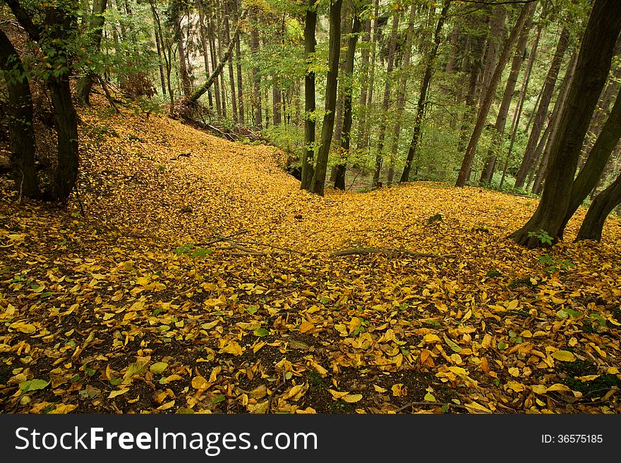 View down the valley, layer of yellow leaves on the ground. View down the valley, layer of yellow leaves on the ground