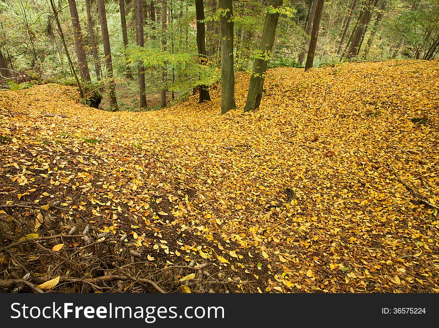 Ground in the forest covered with yellow beech leaves. Ground in the forest covered with yellow beech leaves