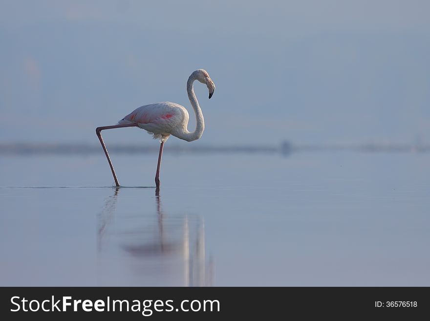 Greater Flamingo (Phoenicopterus roseus) walk in the water. Greater Flamingo (Phoenicopterus roseus) walk in the water.