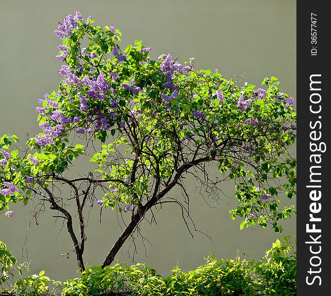 Beautiful blooming lilac bush on a gray background on a sunny day
