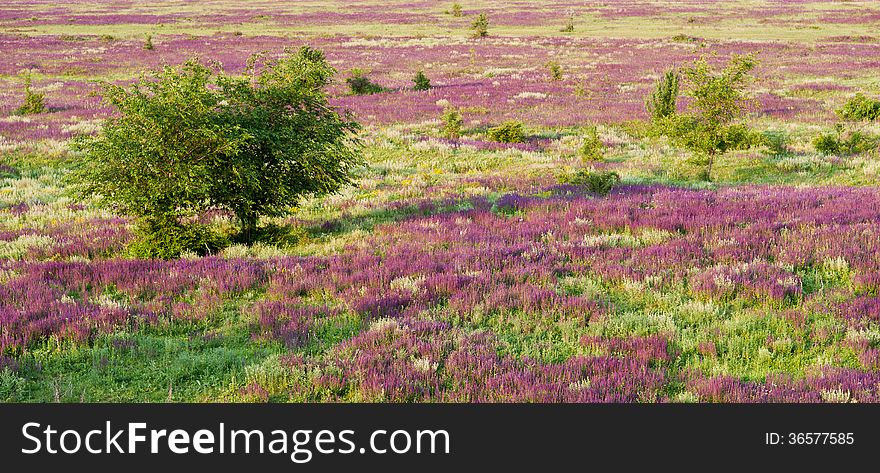 Landscape, blooming purple flowers and green tree in the desert. Landscape, blooming purple flowers and green tree in the desert