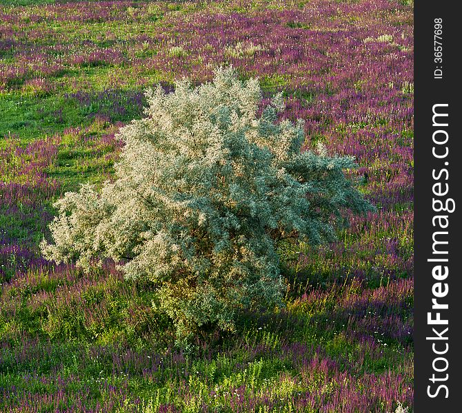 Landscape, blooming purple flowers and green tree in the desert. Landscape, blooming purple flowers and green tree in the desert