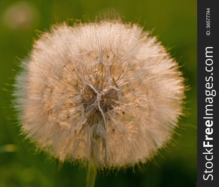 Dandelion seeds on a green background. Dandelion seeds on a green background