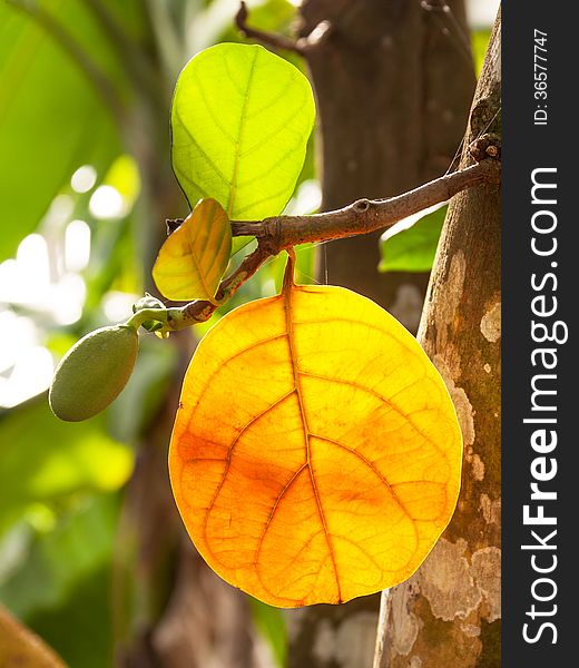 Breadfruit Varicolored Leaves