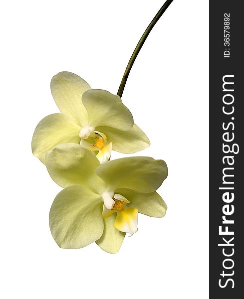 Orchids on a white background flowers. Orchids on a white background flowers