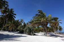 Beautiful Beach With Palm Trees Stock Photos