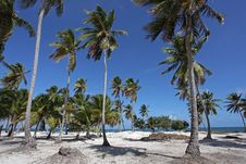 Beautiful Beach With Palm Trees Royalty Free Stock Photography