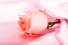 Pink Rose Royalty Free Stock Images Pink Rose Royalty Free Stock Images