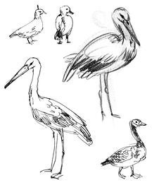 White Stork. Brant Goose Stock Images