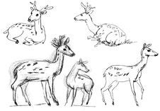 Sika Deer Stock Image Sika Deer Stock Image