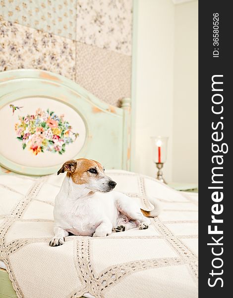 Jack Russell lying on bed in the interior. Jack Russell lying on bed in the interior