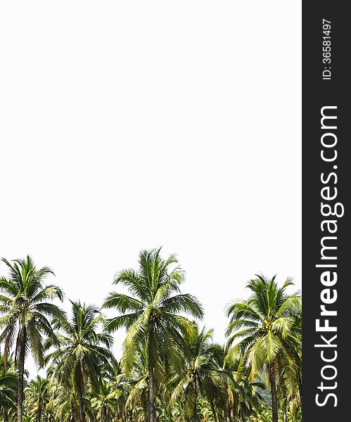 Coconut plantation is isolated on white