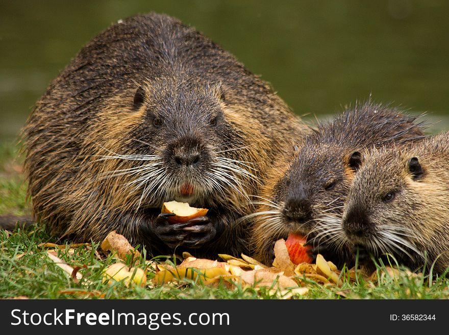 Nutria holds in his paws and eat apples. Nutria holds in his paws and eat apples