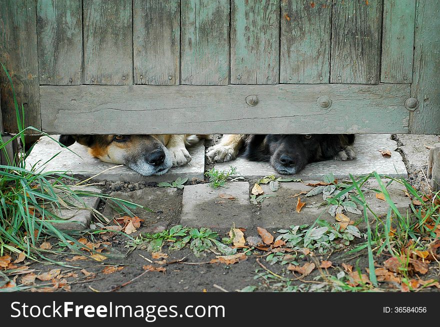 Dog looking into fence hole. Dog looking into fence hole