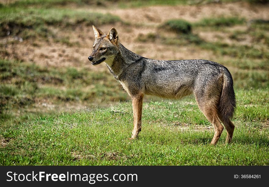 Adult wild Naria dog on open grassland. The Sri Lankan Jackal &#x28;Canis aureus naria&#x29;, also known as the Southern Indian Jackal is a subspecies of golden jackal native to southern India and Sri Lanka. Adult wild Naria dog on open grassland. The Sri Lankan Jackal &#x28;Canis aureus naria&#x29;, also known as the Southern Indian Jackal is a subspecies of golden jackal native to southern India and Sri Lanka.