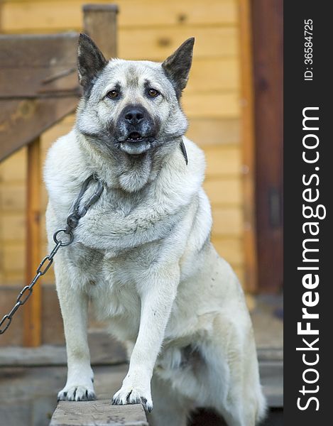 Watchdog chained, reliable protection and security of your home
