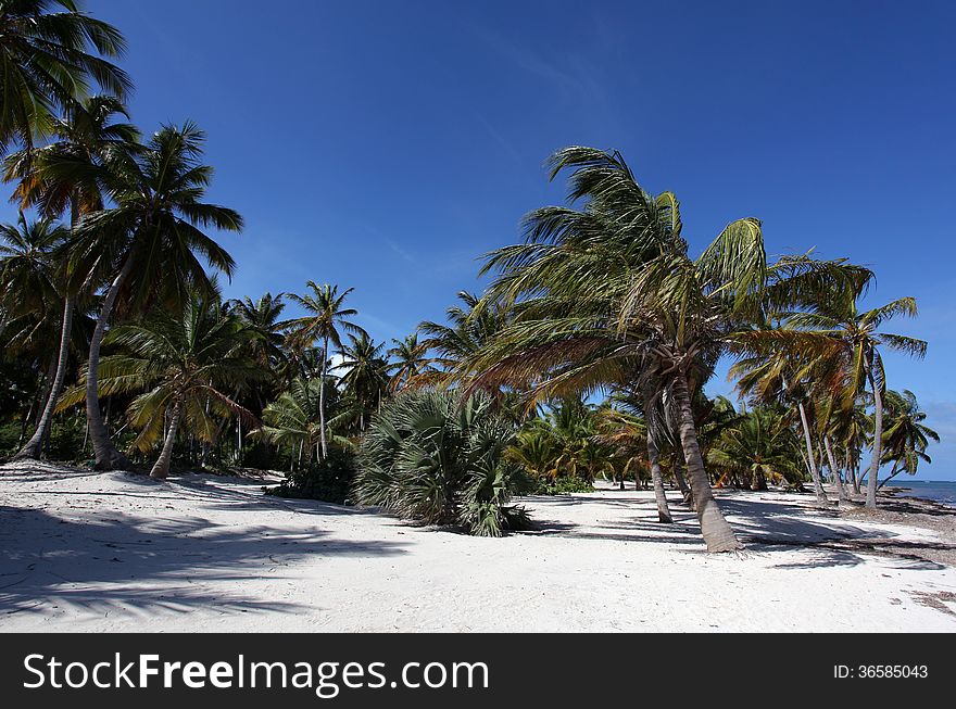 Beautiful sandy beach with palm trees. Beautiful sandy beach with palm trees