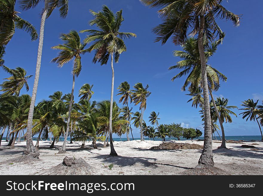 Beautiful sandy beach with palm trees. Beautiful sandy beach with palm trees