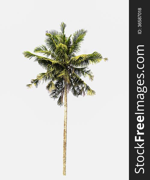 Coconut tree is isolated on white background