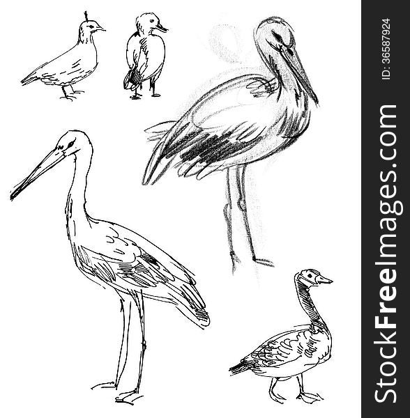 White Stork. Brant goose. Set. Hand-drawn