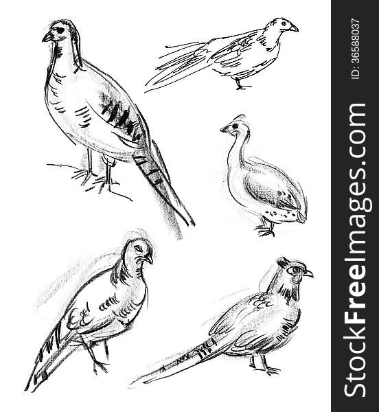 Common Pheasant. Set. Hand-drawn