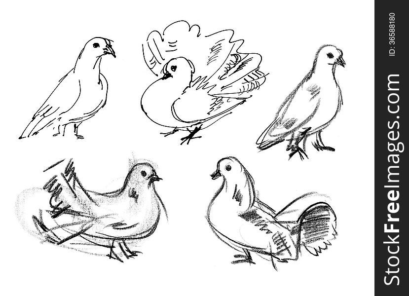 Dove. Hand-drawn
