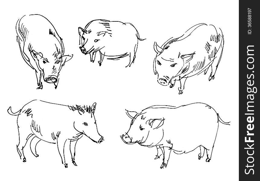 Vietnamese pig. Wild boar. Set. Hand-drawn