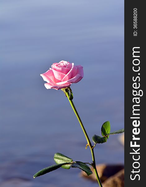 Rose and copy space on water background and stones. Rose and copy space on water background and stones