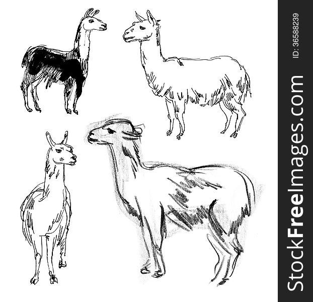 Lama. Hand-drawn