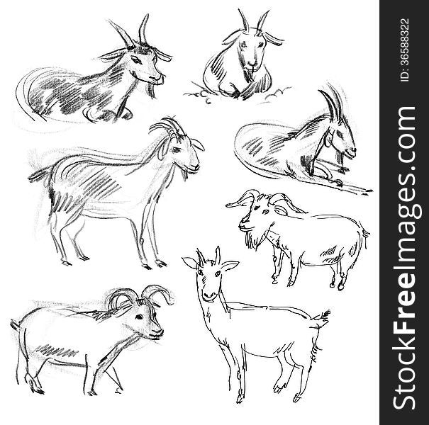 Wild goat. Set. Hand-drawn