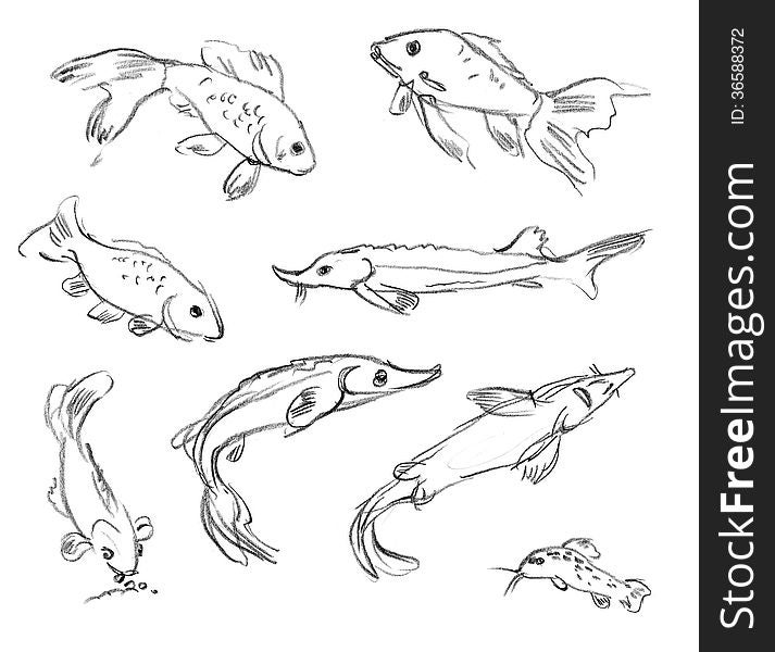 Aquarium fish. Set. Hand-drawn