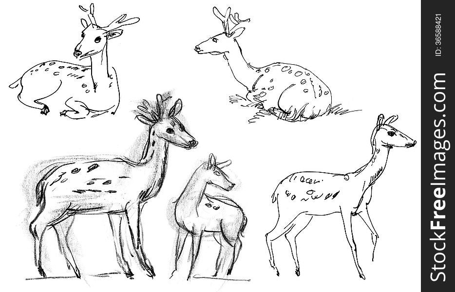 Sika deer. Set. Hand-drawn