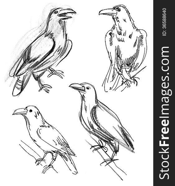 Common Raven. Set. Hand-drawn